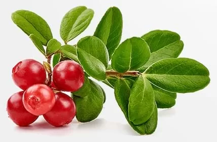 bearberry